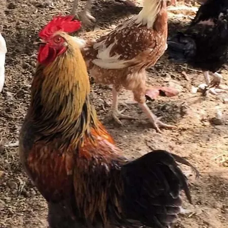 拉斯玛利花束旅馆