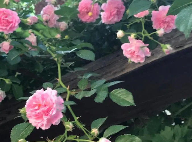 Lasmari's Bouquet Venkovský dům *