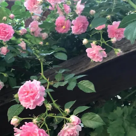 Lasmari's Bouquet Landhuis *