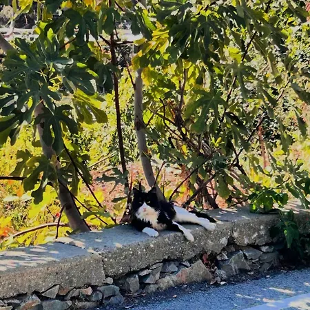Landhuis Lasmari's Bouquet