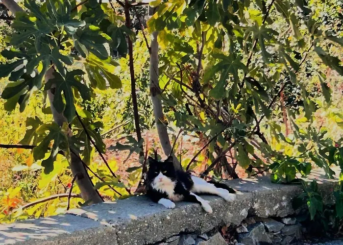 Lantställe Lasmari's Bouquet